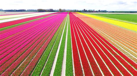 best places to see tulips in netherlands|Where to see tulip fields in the Netherlands in 2024 (+ tulip map).